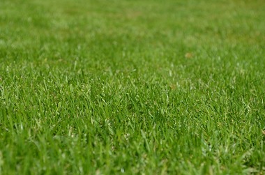 7 tips for keeping your yard green without doubling the water bill